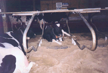 Zandbedden voor koeien